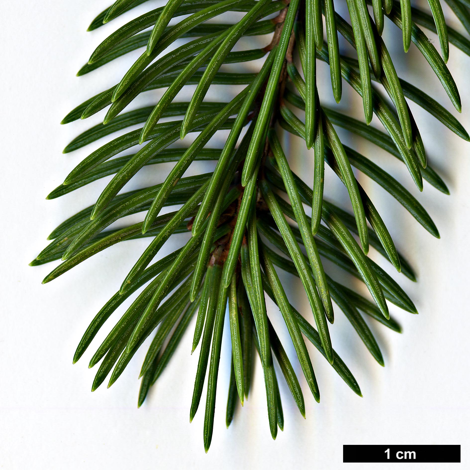 High resolution image: Family: Pinaceae - Genus: Picea - Taxon: ×lutzii (P.glauca × P.sitchensis)